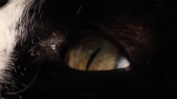 Œil de chat noir 