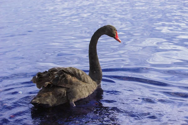 Black swan — Stock Photo, Image