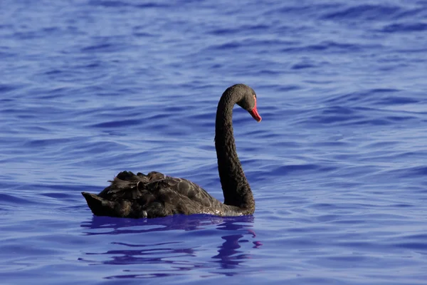 Black swan — Stock Photo, Image