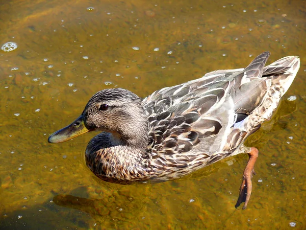 Kaczka — Zdjęcie stockowe