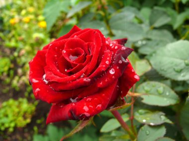 Свежесть утренней розы. Роза, лепестки, шипы, роса, красный, цветок.