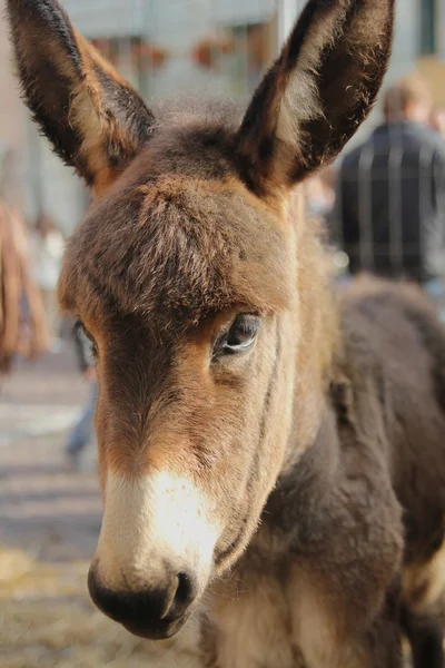 A donkey — Stock Photo, Image