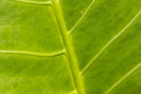 Green leaf — Stock Photo, Image