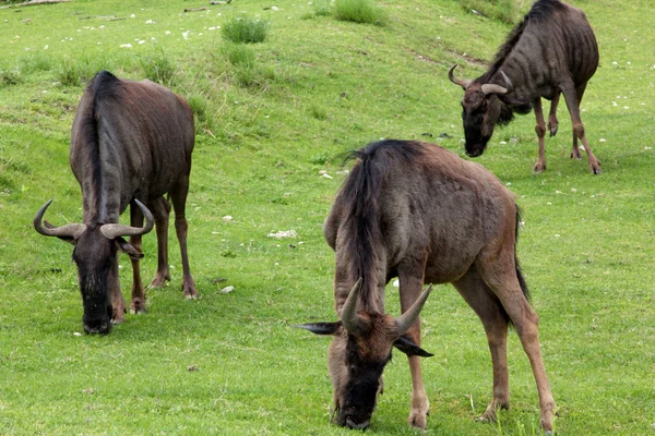 Un retrato de gnu — Foto de Stock