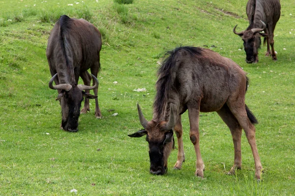 Gnu の肖像画 — ストック写真