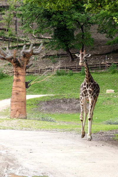 Giraffe — Stockfoto