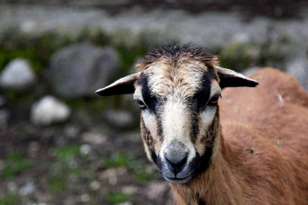 Goat — Stock Photo, Image