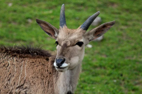 Goat — Stock Photo, Image