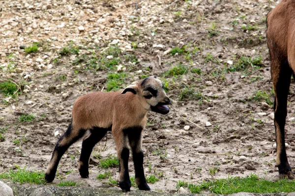 Goat — Stock Photo, Image