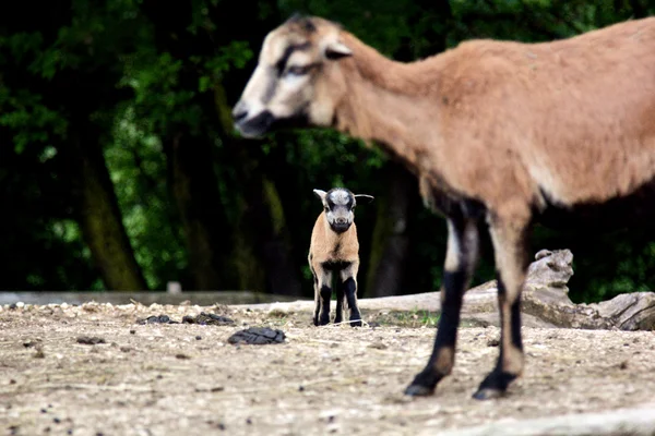 Goat — Stock Photo, Image