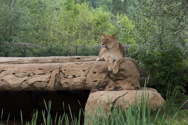 Aslan — Stok fotoğraf