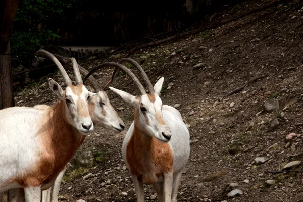 Goat — Stock Photo, Image