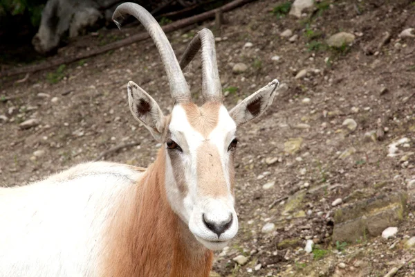 Goat — Stock Photo, Image