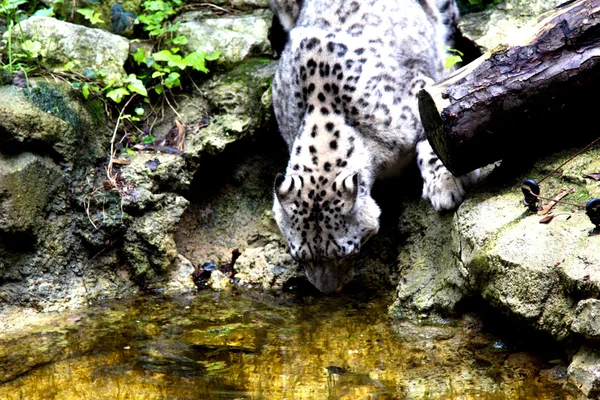 Weißer Leopard — Stockfoto