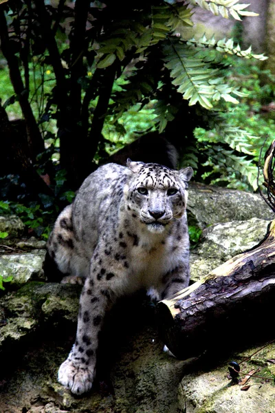 Leopardo blanco — Foto de Stock