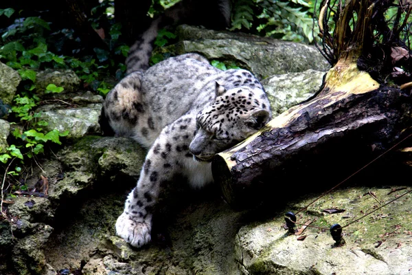 Beyaz leopar — Stok fotoğraf