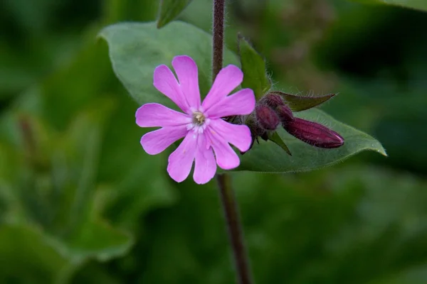 Mountain flower — Stock Photo, Image