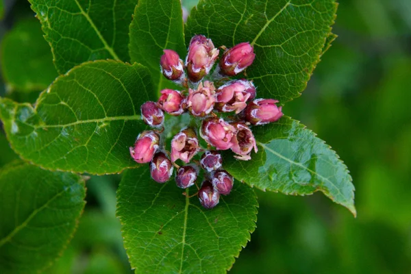 Flor de montaña —  Fotos de Stock