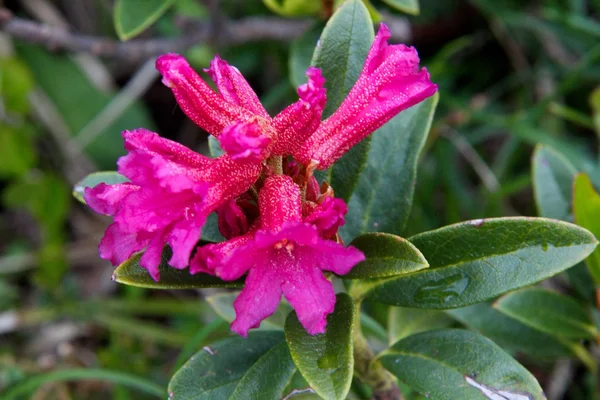 Flor de montaña —  Fotos de Stock