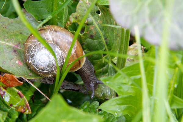 Snail