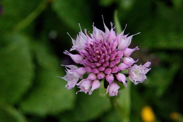 Mountain flower — Stock Photo, Image