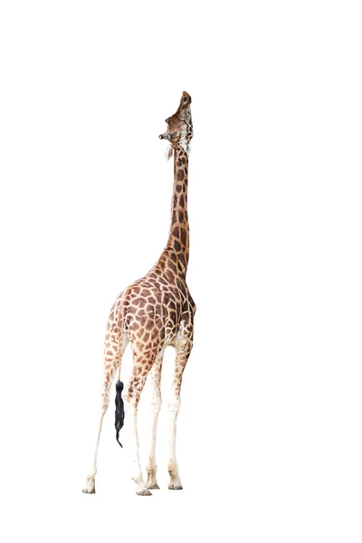 Giraffa — Foto Stock