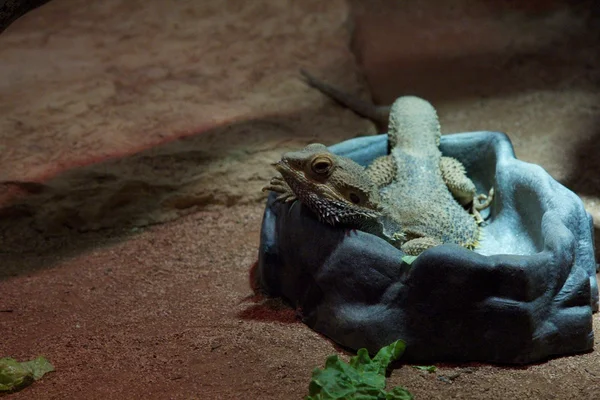 Iguana — Fotografia de Stock