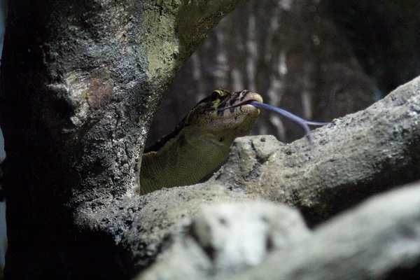 Drachenreptil — Stockfoto