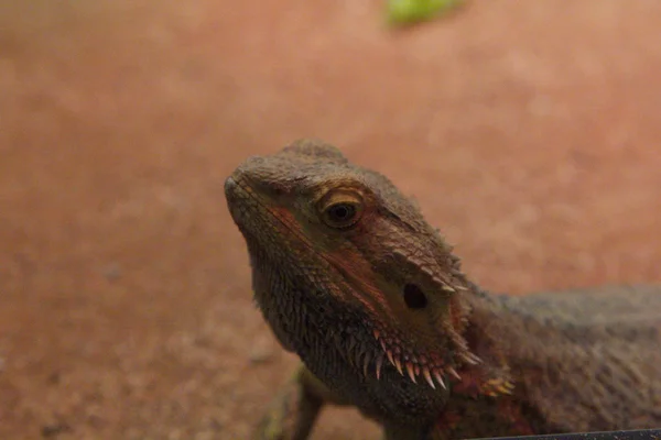 Iguana — Stock Photo, Image