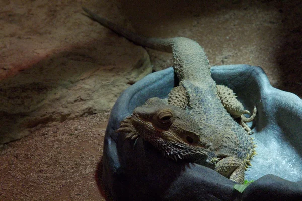 Iguana — Fotografia de Stock