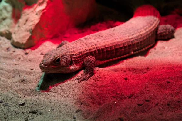 Leguan — Stockfoto