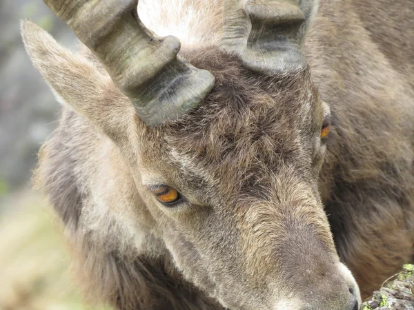 Steinbock — Stock fotografie