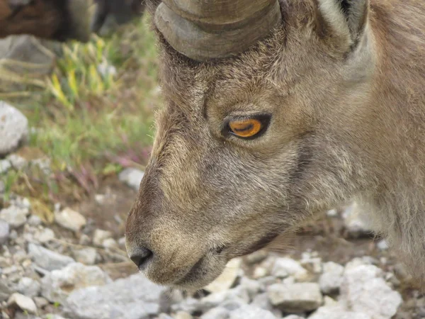 Steinbock — Stock fotografie