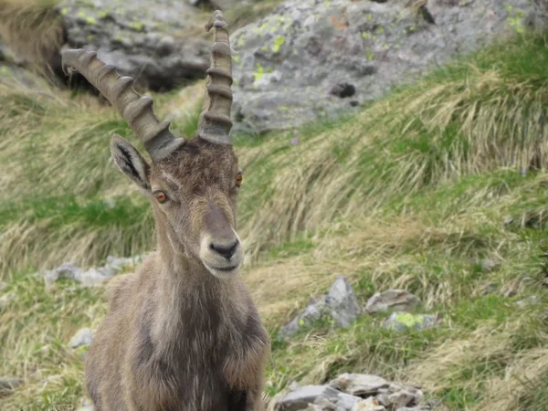 Steinbock — Stok fotoğraf