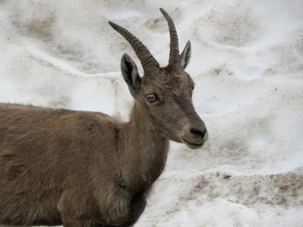 Steinbock — Stockfoto