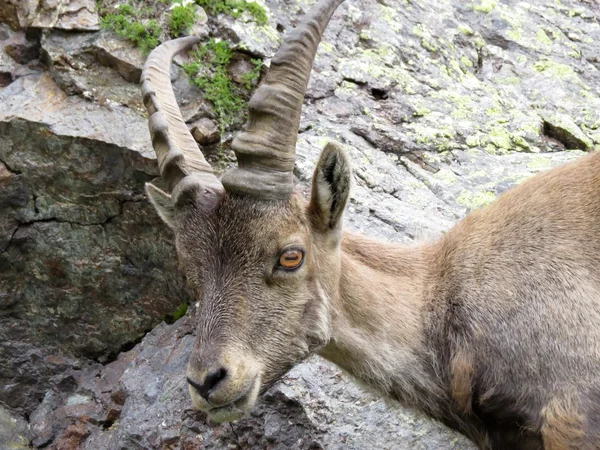 Steinbock — Stock fotografie