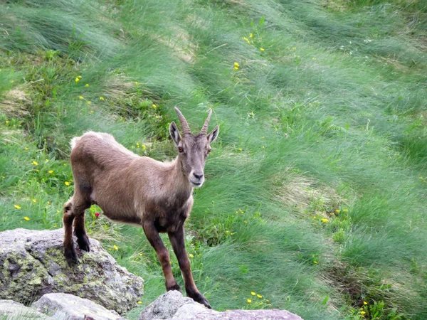 Steinbock — Stock Photo, Image