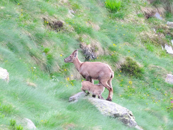 Steinbock — Stock Photo, Image