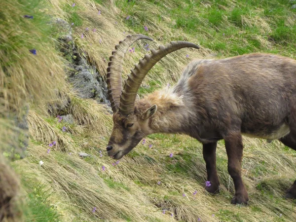 Steinbock — Stock Photo, Image