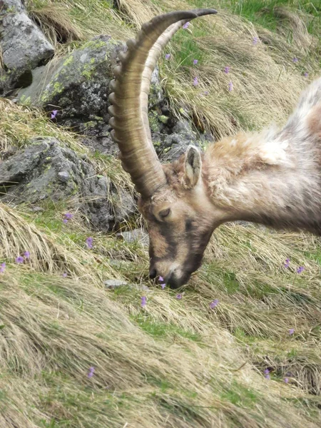 Steinbock — Stok fotoğraf