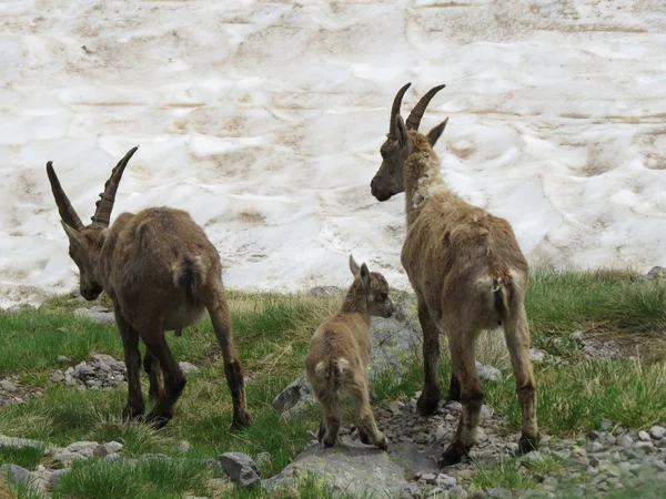 Steinbock — Stok fotoğraf