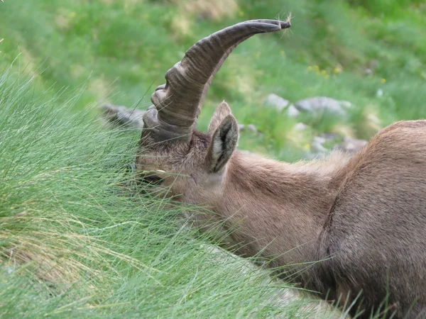 Steinbock — Stock Photo, Image