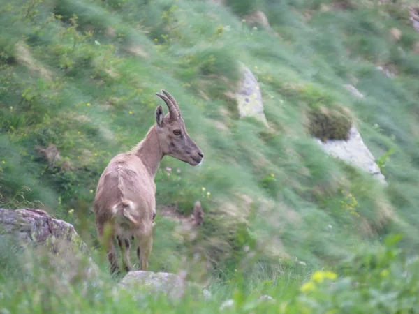 Stéinbock — Photo