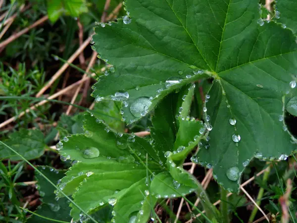 Drops and leaf — Stock Photo, Image