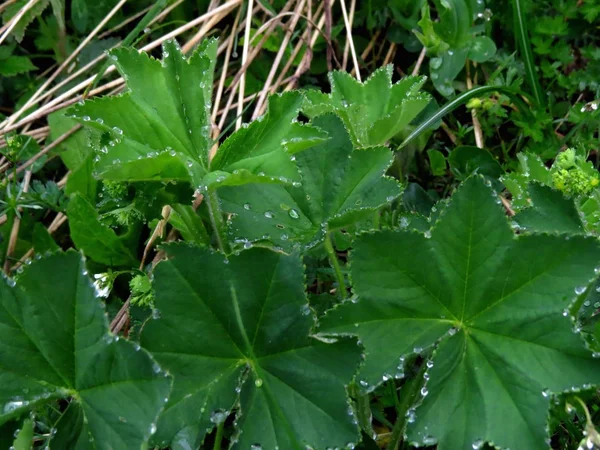 Gotas y hojas — Foto de Stock