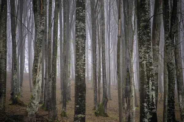 Detail Autumn Forest — Fotografia de Stock