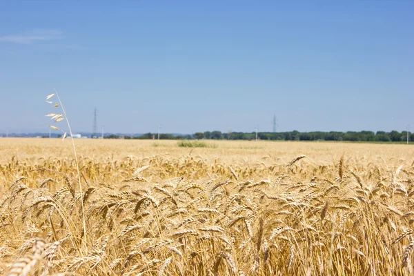 Campo de cereais — Fotografia de Stock