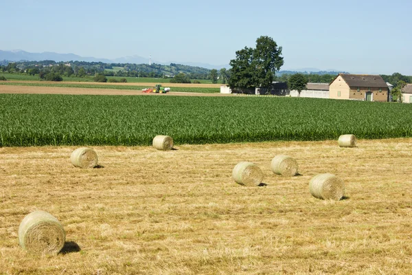 Hay bale on summer farming stubble field — Stock Photo, Image