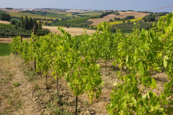 Wine yard — Stok fotoğraf