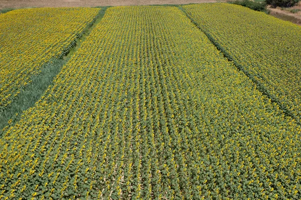 Girasoles creciendo en el campo —  Fotos de Stock